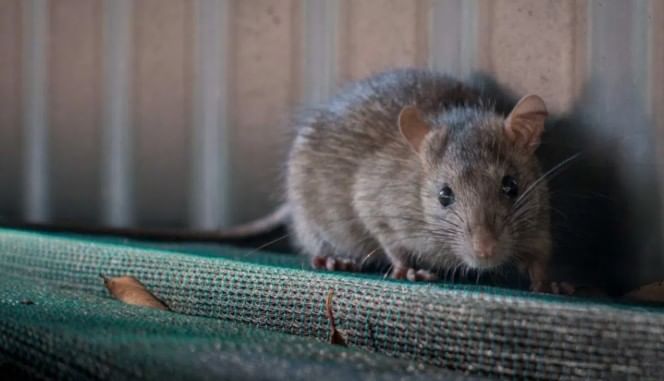 पिठ किंवा साखर यांच्यात बेकिंग सोडा मिसळल्यास आणि उंदरांना खायला ठेवल्यास ते घरातून पळून जातात. कारण उंदरांनी बेकिंग सोडा खाल्ला की त्यांचे पोट खराब होते. त्यामुळे हादेखील घरगुती उपाय चांगला ठरू शकतो. 