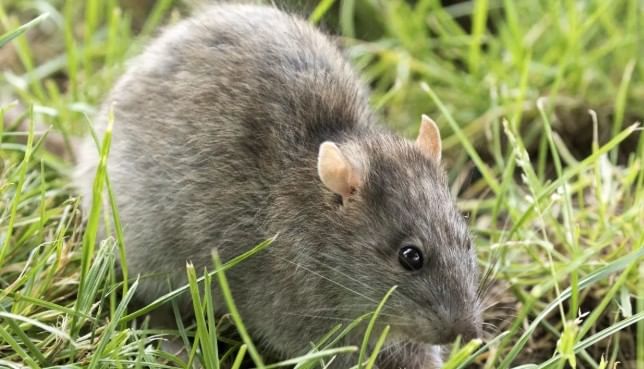 तंबाखूच्या वासामुळेही उंदीर घरातून पळून जाण्यास मदत होते. बेसणाचे पीठ, तूप आणि तंबाखू यांचे मिश्रण करून त्याच्या गोळ्या उंदीर असलेल्या जागेवर ठेवू शकतात. याने घरातून उंदीर निघून जाण्यास मदत होते. 