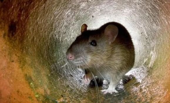 (टीप- या लेखातील सर्व माहिती ही प्राथमिक स्वरुपाची आहे. आम्ही यातील कोणत्याही माहितीचा दावा करत नाही किंवा समर्थनही देत नाही. सविस्तर माहितीसाठी किंवा कोणताही प्रयोग करण्याआधी त्या-त्या क्षेत्रातील तज्ज्ञांशी संपर्क साधावा) 