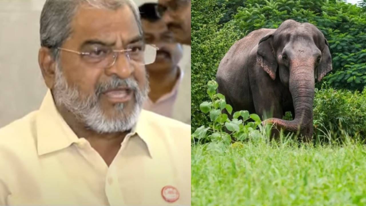 राजू शेट्टी यांचे महादेवी हत्तीणीबद्दल मोठे विधान, मंत्रालयातील बैठकीला जाण्याच्या पूर्वीच म्हणाले...