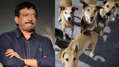 इतका पुळका असेल तर..; SC च्या निर्णयाचा विरोध करणाऱ्या श्वानप्रेमींवर भडकला दिग्दर्शक