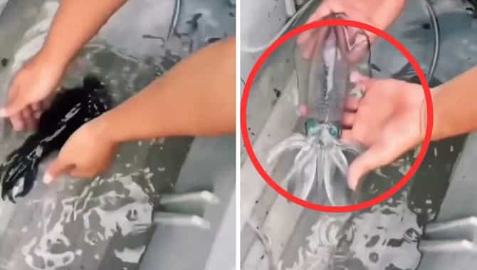 अनोखा समुद्री जीव व्हायरल, क्षणार्धात होतो पारदर्शक, तुम्ही पाहिला का ? Video