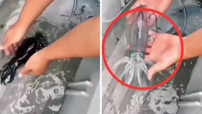 अनोखा समुद्री जीव व्हायरल, क्षणार्धात होतो पारदर्शक, तुम्ही पाहिला का ? Video