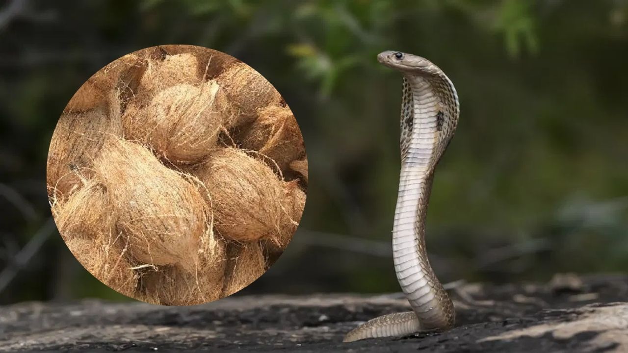 साप पुन्हा तुमच्या घरात कधीच येणार नाही, घरच्या घरी करा हा नारळाचा सोपा उपाय साप पुन्हा तुमच्या घरात कधीच येणार नाही, घरच्या घरी करा हा नारळाचा सोपा उपाय