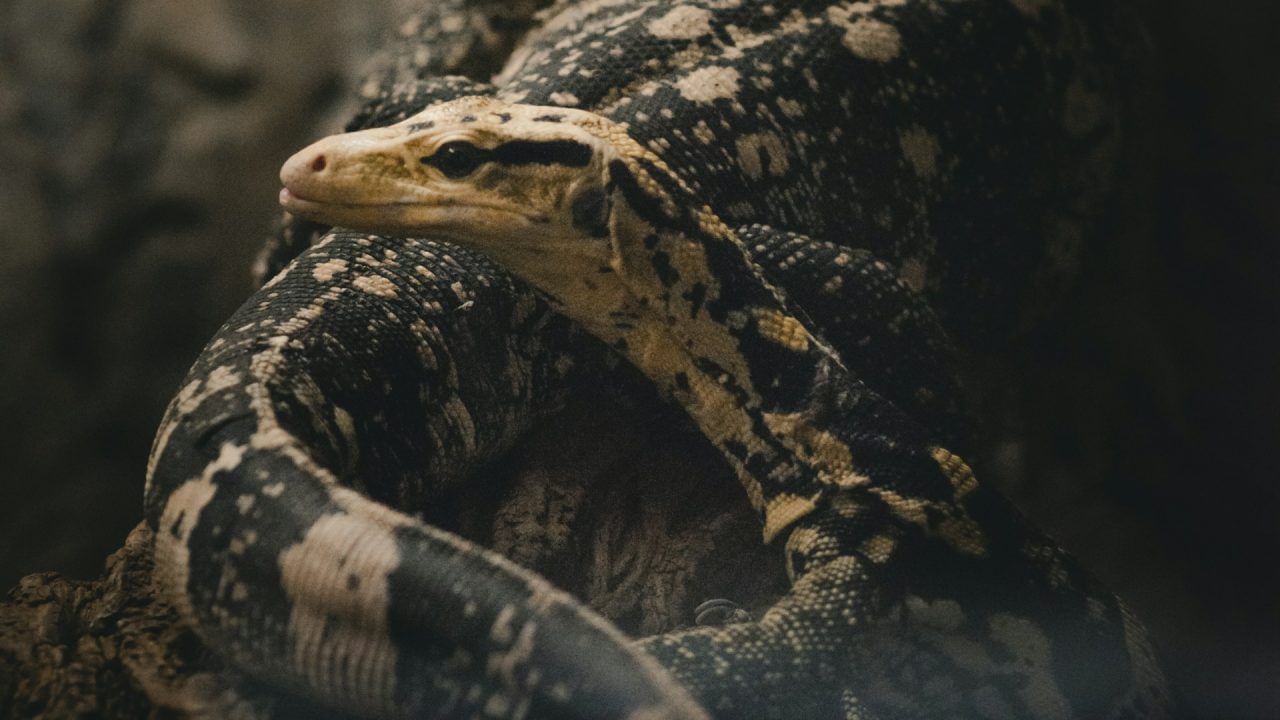 भारतामध्ये सापांच्या 300 पेक्षा जास्त प्रजातींपैकी 66 विषारी आहेत, 42 कमी विषारी आहेत, तर 23 प्रजातींच्या चावण्याने माणसाचा मृत्यू होऊ शकतो. पण या सगळ्यांमध्ये 'किंग' कोण? तर, तो आहे किंग कोब्रा. हा केवळ भारतातच नाही, तर जगभरातील सर्वात लांब आणि विषारी सापांपैकी एक आहे.