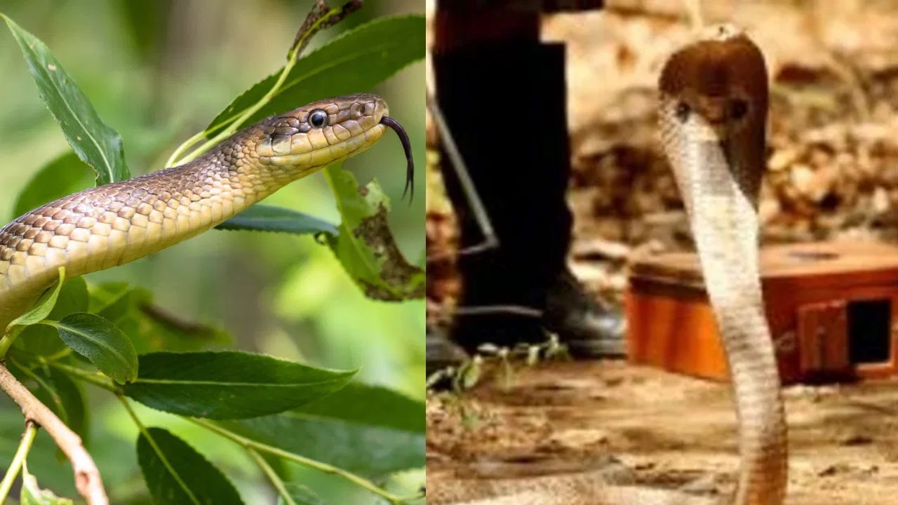 एकदा धूर केला की वर्षभर पुन्हा साप घरात येत नाहीत; आदिवासी लोकांची ही खास ट्रीक तुम्हालाही माहिती हवी एकदा धूर केला की वर्षभर पुन्हा साप घरात येत नाहीत; आदिवासी लोकांची ही खास ट्रीक तुम्हालाही माहिती हवी