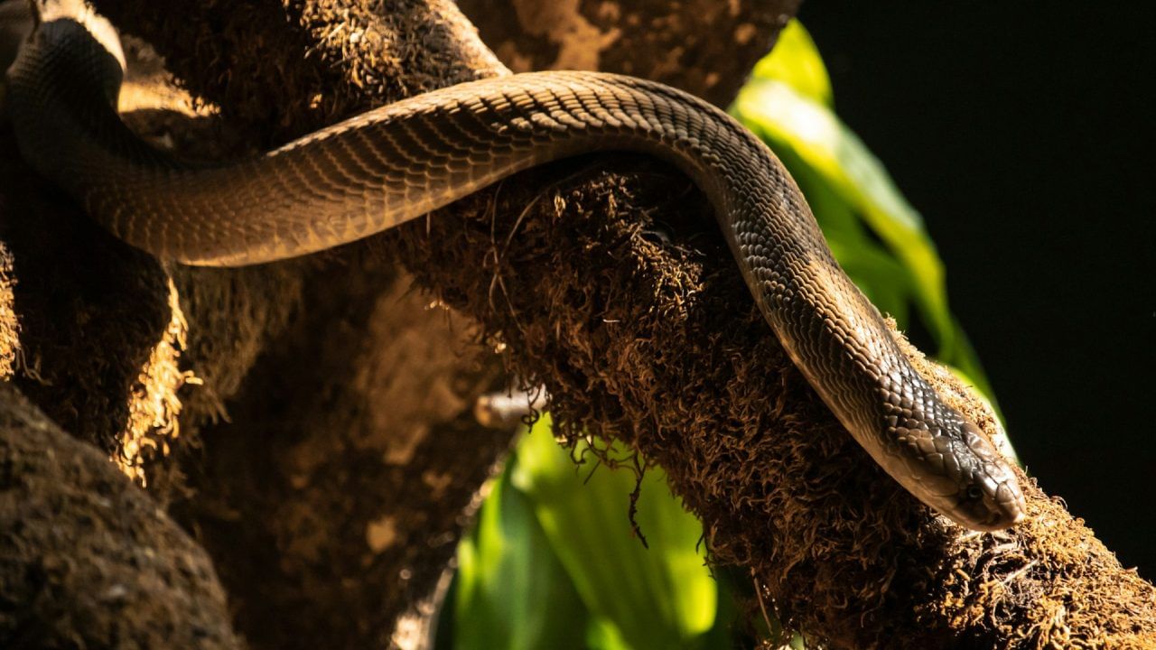 एका अहवालानुसार, भारतात दरवर्षी 30 ते 40 लाख सर्पदंशाच्या घटना घडतात. दरवर्षी 58 हजारहून अधिक लोकांचा मृत्यू होतो. हा आकडा जगातील सर्पदंशामुळे होणाऱ्या मृत्यूंपैकी सर्वाधिक आहे. यानंतर दुसऱ्या क्रमांकावर नायजेरिया देश येतो.