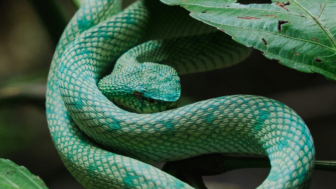 किंग कोब्रा हा सर्वात विषारी साप असून तो 18 फूट लांबीपर्यंत वाढू शकतो. भारतात घनदाट जंगलांमध्ये, थंड दलदलीच्या ठिकाणी आणि बांबूच्या झुडपांमध्ये आढळतो. किंग कोब्रा इतका धोकादायक आहे की तो इतर सापांचीही शिकार करतो.