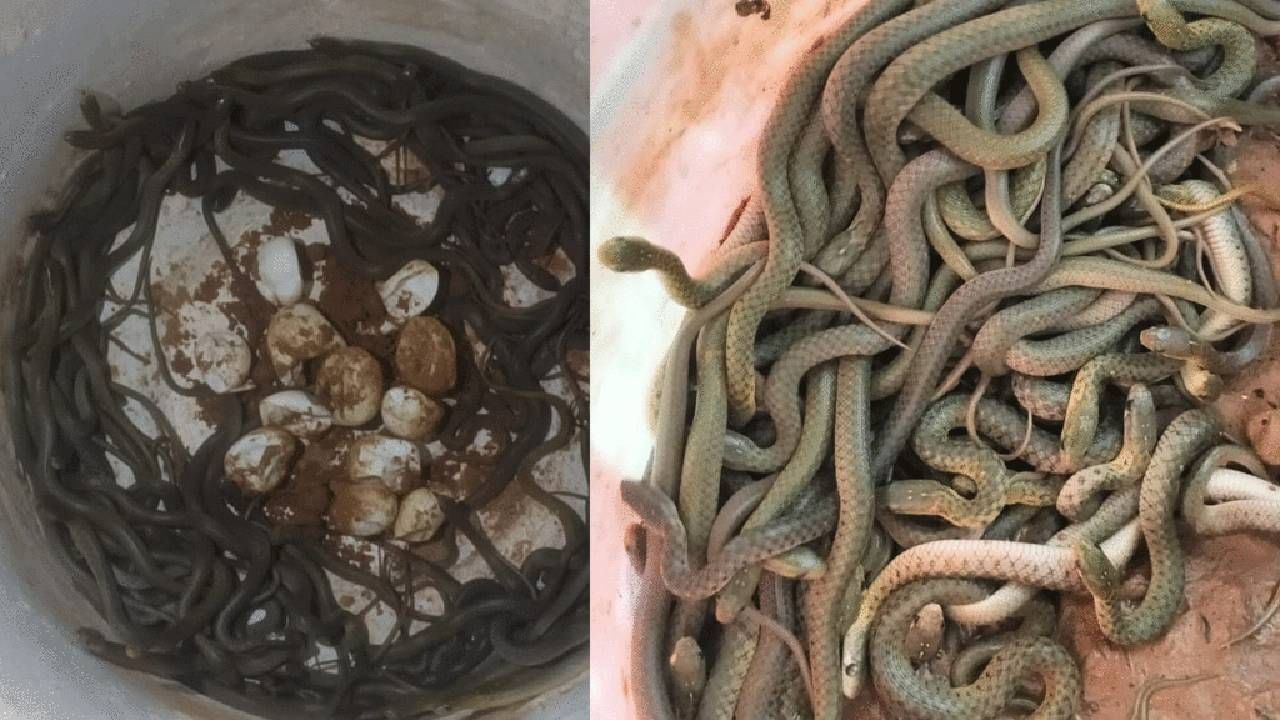 साप तज्ज्ञांच्या मते, सापाचे विष किती धोकादायक आहे हे त्याच्या प्रजनन पद्धतीवर अवलंबून नसते, तर त्याच्या विषाची ताकद, दंश करण्याची क्षमता आणि आक्रमक स्वभाव यावर अवलंबून असते. विशेषतः बेबी कोब्रा खूप धोकादायक मानला जातो, कारण तो दंश करताना विषाचे प्रमाण नियंत्रित करू शकत नाही आणि एकाच वेळी संपूर्ण विष सोडतो, ज्यामुळे मृत्यूचा धोका वाढतो.