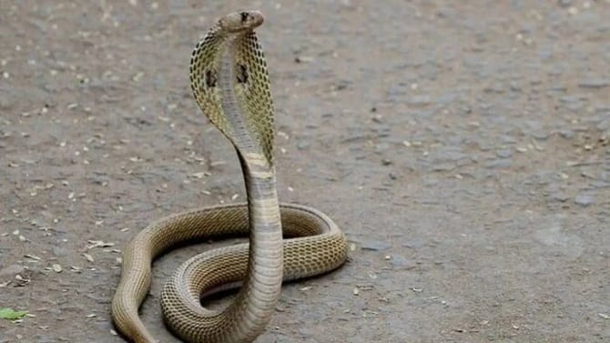 साप ठराविक कालावधीनंतर कात का टाकतात? किती महिने न खाता जगू शकतात?