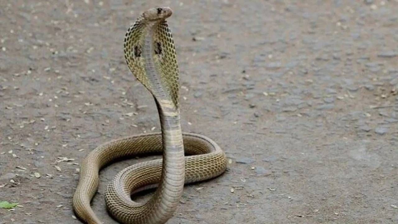 साप ठराविक कालावधीनंतर कात का टाकतात? किती महिने न खाता जगू शकतात? जाणून घ्या कारण साप ठराविक कालावधीनंतर कात का टाकतात? किती महिने न खाता जगू शकतात? जाणून घ्या कारण