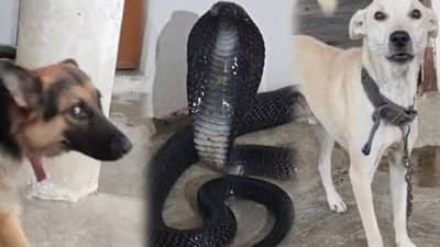 घरात शिरला 6 फूट लांबीचा कोब्रा, पाळीव कुत्र्यांनी पाहिला अन्...