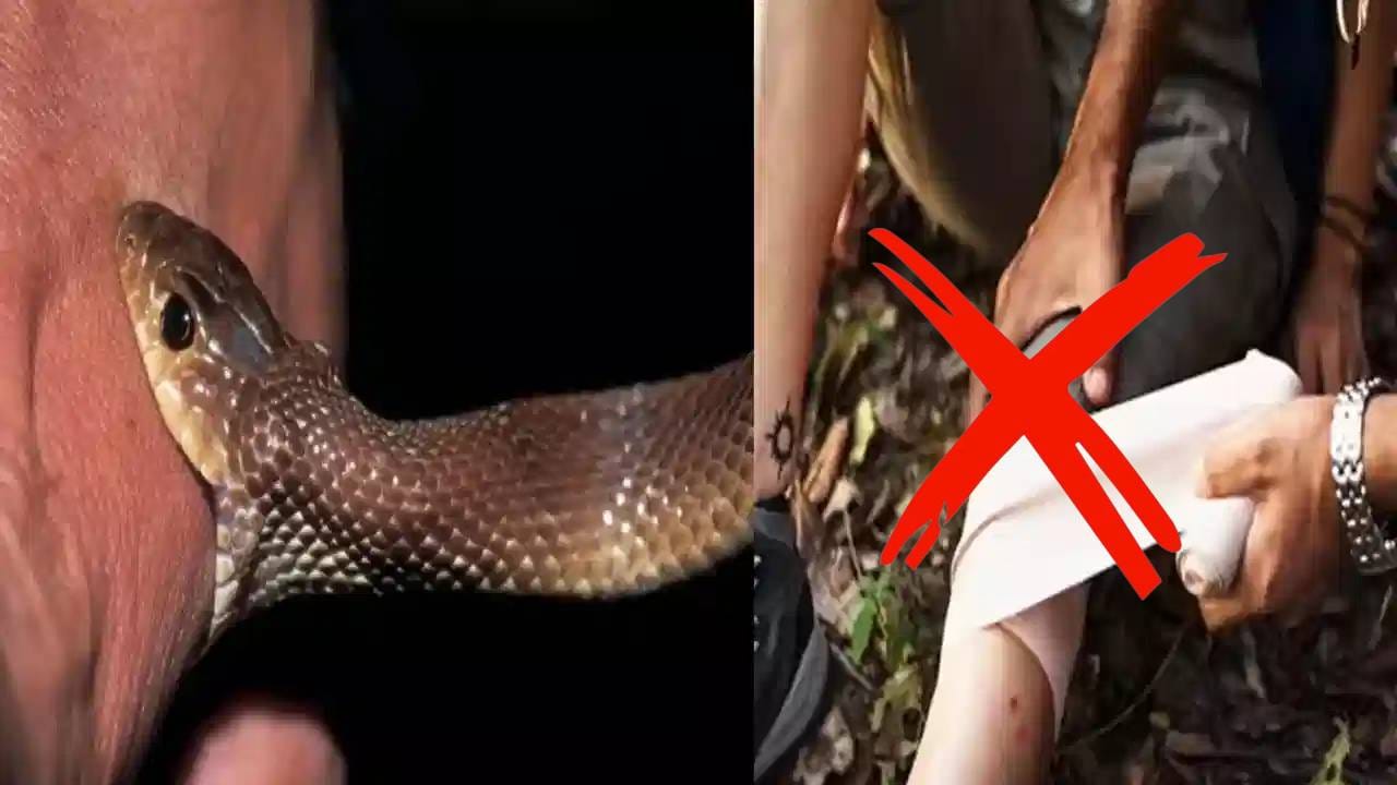 साप चावल्यावर जीवही जाणार नाही, फक्त पाळा नागलोकवाला गोल्डन रूल आणि टाइम ट्रिक