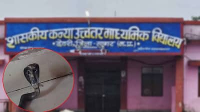 सगळेच लटलटले! अचानक कोपऱ्यातून येतो आणि फणा काढून उभा राहतो... मुलींच्या शाळेत सापांचा कहर; 15 दिवसांत निघाले इतके कोब्रा