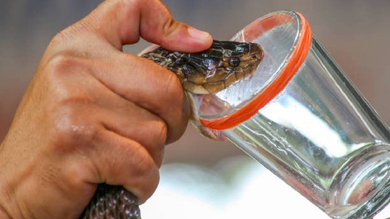 सापाचे विष काचेच्या बरणीत, शीशीमध्ये घेतले जाते, तेव्हा त्याचा रंग कळतो. सापाचा रंग पाहून त्याच्या विषाचा रंग सांगणे अत्यंत कठीण आहे. 