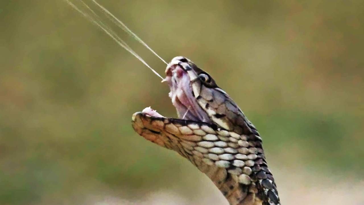 भारतात सापाची पूजा करतात. तितकेच सापाला घाबरतात. विषारी साप चावल्यास जीव जाऊ शकतो. त्यामुळे अनेकजण साप दिसला की अगोदर लाकूड, काडी शोधतात. त्याला मारण्याचा प्रयत्न करतात. 