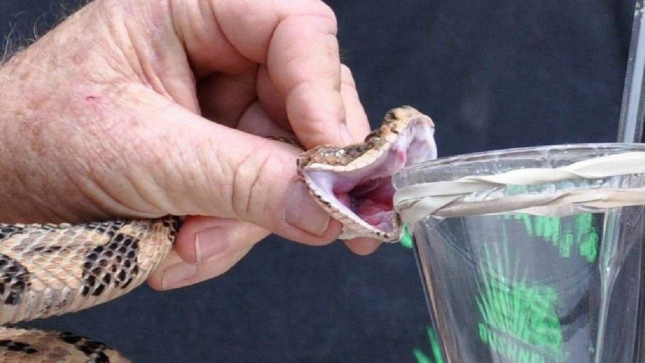 सापाच्या विषाचा रंग पिवळा अथवा फिक्कट पिवळा असतो. तर काही सापांच्या विषाचा रंग पांढरा असतो. तर काही सापांचा रंग हलका हिरव्या रंगाचा सुद्धा असतो, अशी माहिती विविध स्त्रोतातून मिळते.