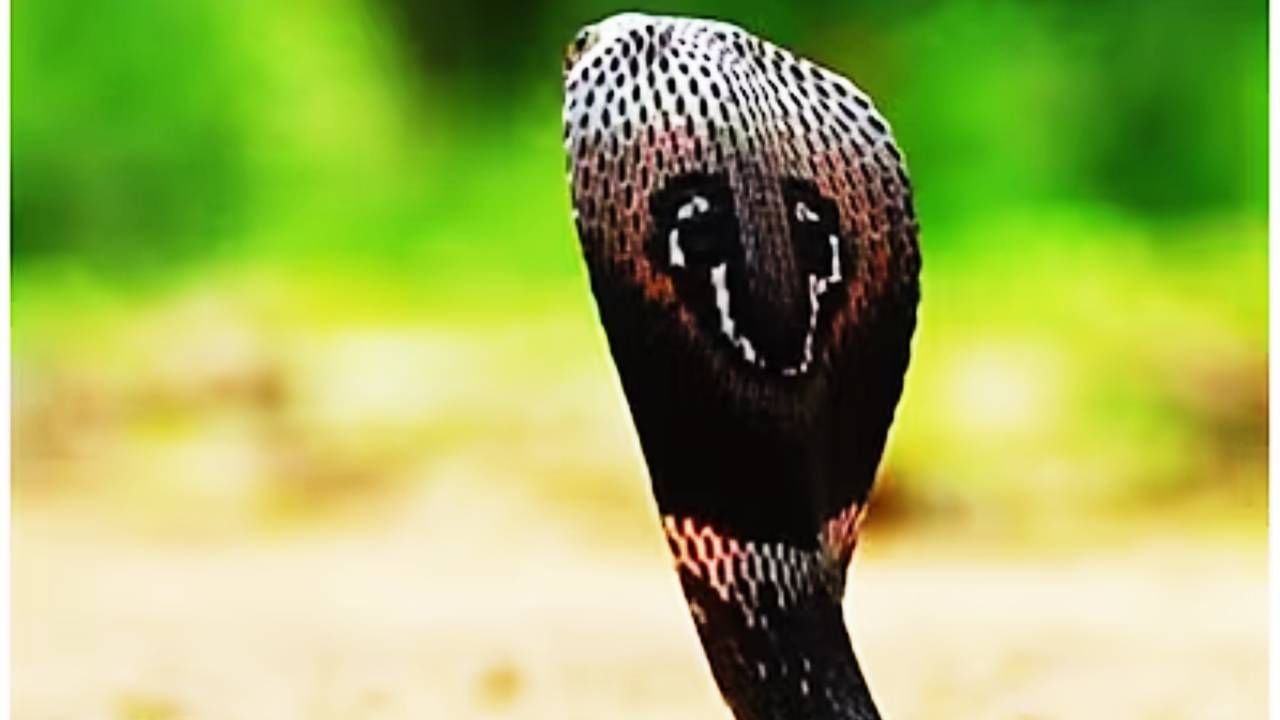 सापाच्या विषात प्रोटीन, पेप्टाइड्स आणि इतर रसायनांचा समावेश असतो. प्रोटीन एंजाईम आणि इतर पदार्थ त्याला विषारी करतात, अशी उपलब्ध स्त्रोतावरून माहिती मिळते. 