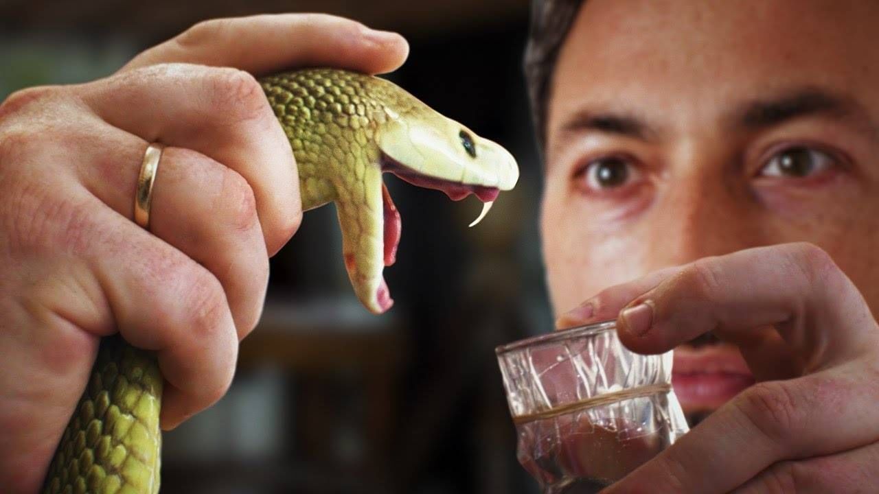 शास्त्रज्ञांच्या मते, सापाच्या विषाचा रंगावर एल-अमिनो ॲसिड ऑक्सिडेजवर अवलंबून असते. तर गावाकुसाबाहेरील साप आणि जंगलातील सापाच्या विषाचा रंग वेगवेगळा असू शकतो, असे उपलब्ध स्त्रोतावरून लक्षात येते. या माहितीची टीव्ही 9 दावा करत नाही, ही विविध स्त्रोतावरून घेतलेली माहिती आहे.