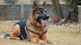 Sniffer Dog : कुत्र्यांची वास घेण्याची क्षमता किती खोलवर असते? Sniffer Dog : कुत्र्यांची वास घेण्याची क्षमता किती खोलवर असते?