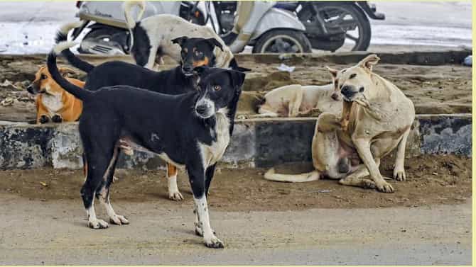 देशात रेबीजचमुळे किती लोकांचे मृत्यू होतात ? आकडेवारी वाचून तुम्हालाही धक्का बसेल