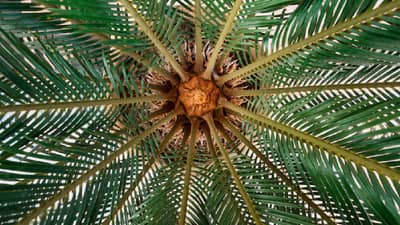 सुपारीच्या झाडाची काळजी कशी घ्यावी? जाणून घ्या 5 सोपे मार्ग