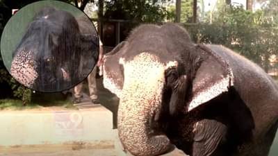 Vantara : वनतारामध्ये ‘माधुरी’ सध्या काय करते? हायड्रोथेरपी अन् बरंच काही… बघा अशी घेतली जाते काळजी