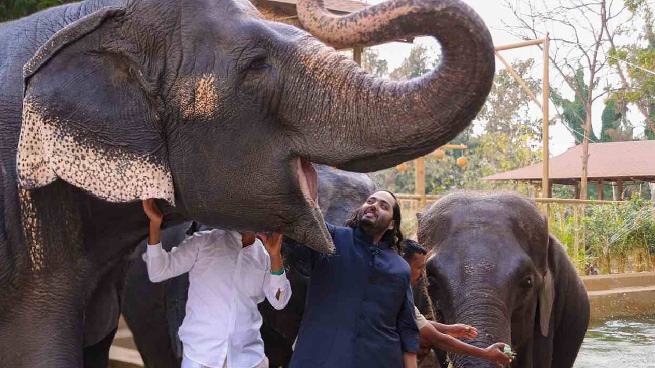 अंबानी कुटुंबियांकडून वनतारा प्रकल्पावर केला जातो तब्बल इतके कोटी खर्च, पैशांचा आकडा वाचून बसेल धक्का