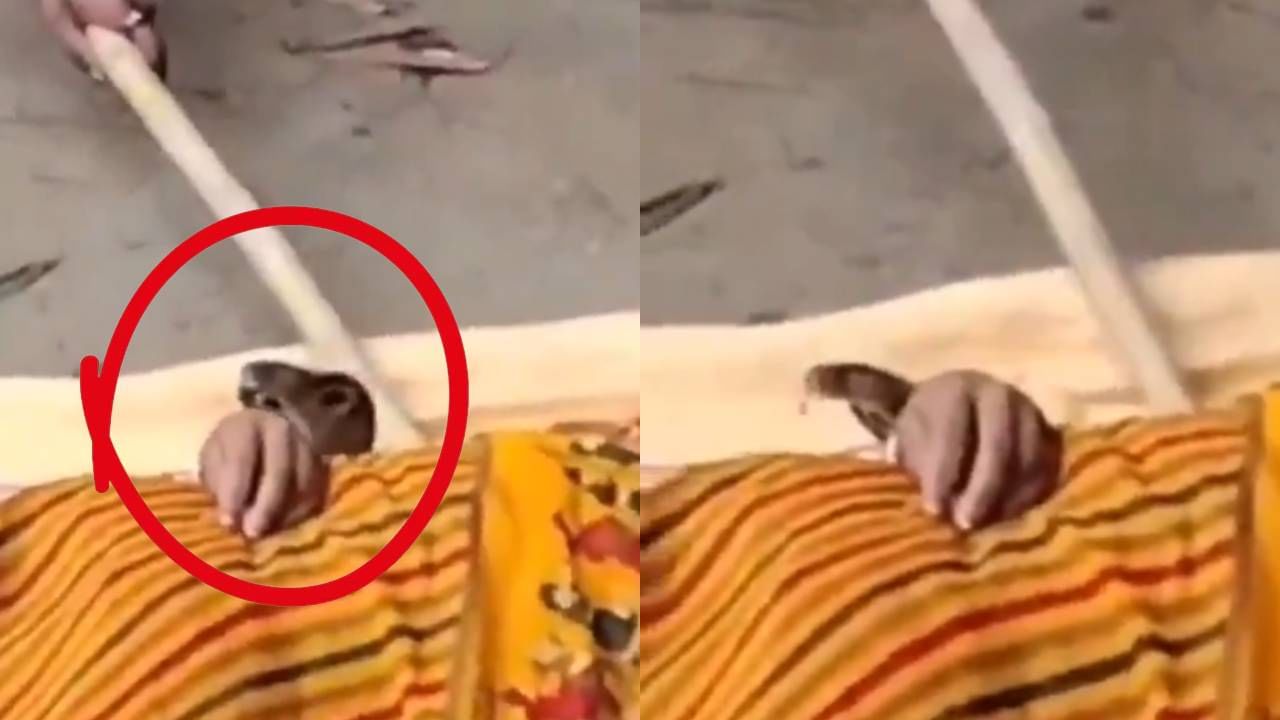 Video: साप चावल्यावर महिलेला रुग्णालयात नेण्याऐवजी पतीने जे केलं ते पाहून धक्काच बसेल