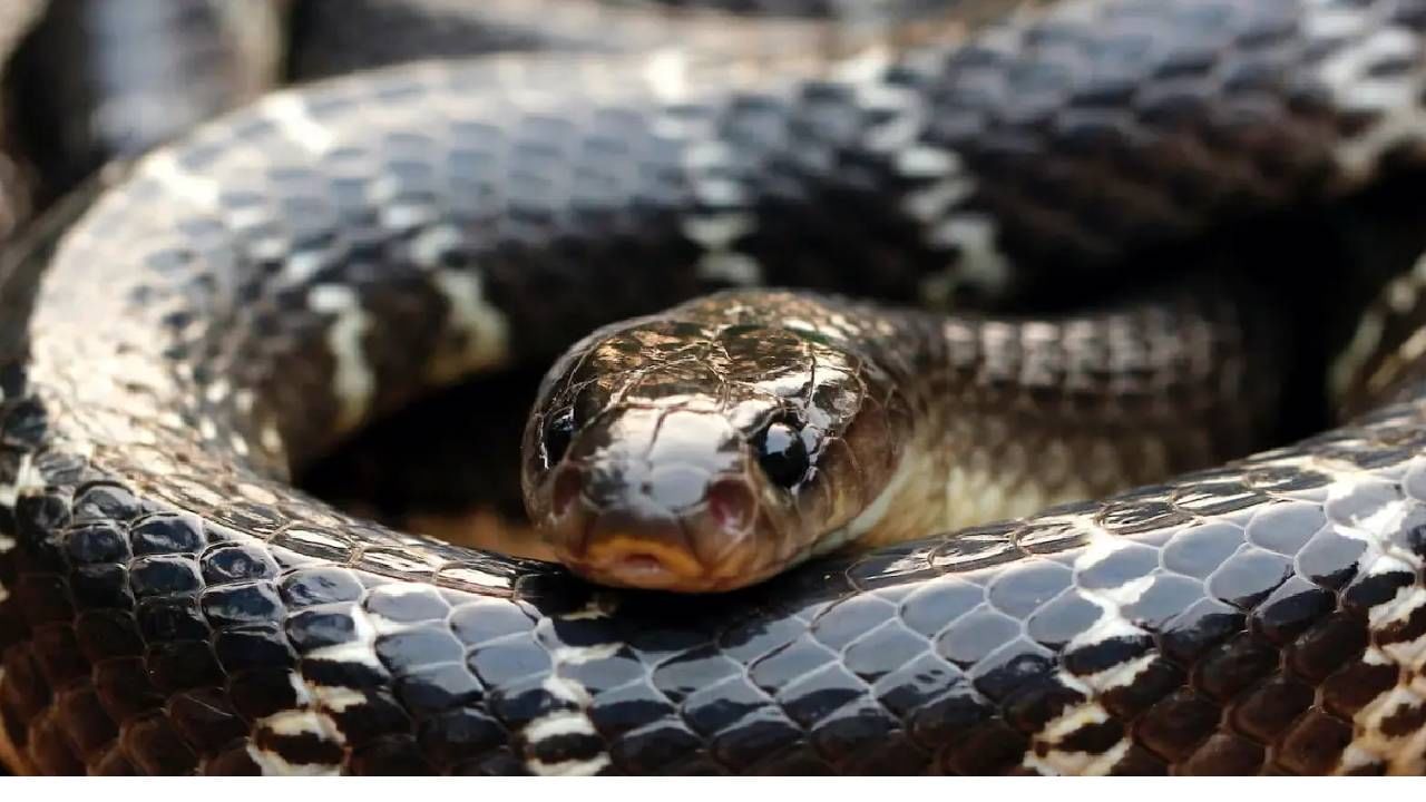 हा तर सापांचा बाप; सुईपेक्षाही पातळ दात, चावला तरी नाही जाणवणार, क्षणात माणसाचा गेमच होणार