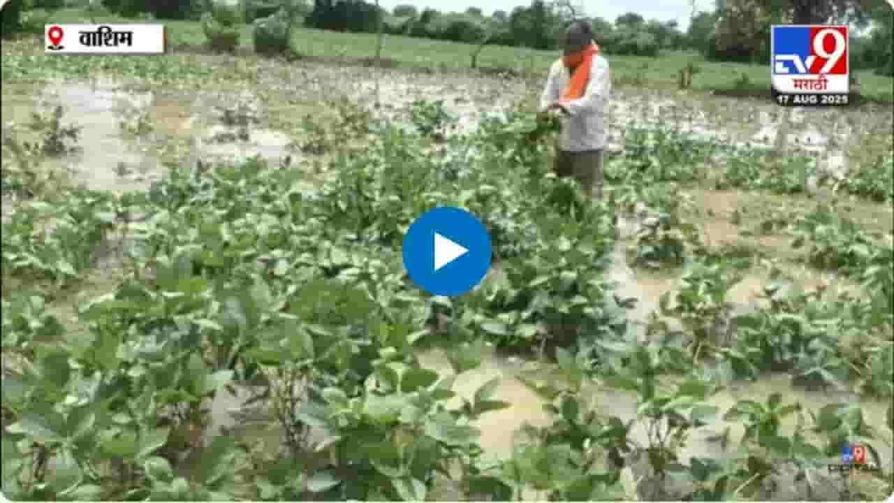 पावसाचा हाहाकार! शेतात गुडघाभर पाणी अन् शेतकऱ्यांच्या डोळ्यात चिंता... पावसाचा हाहाकार! शेतात गुडघाभर पाणी अन् शेतकऱ्यांच्या डोळ्यात चिंता...