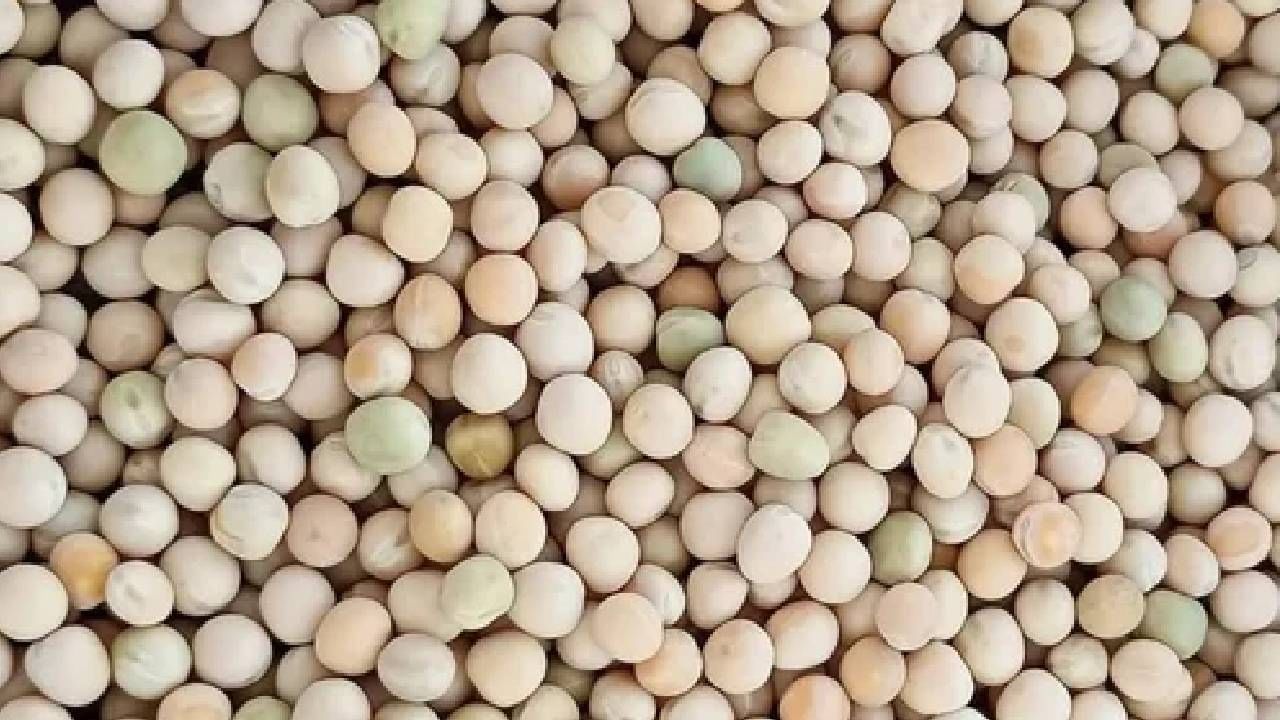 जर तुमच्या शरीरात रक्ताची कमी असेल तर हे वाटाणे तुमच्यासाठी फायदेशीर ठरू शकतात. रक्त वाढण्यास मदत होते. अनेक आरोग्य फायदे या वाटाण्याचे आहेत.