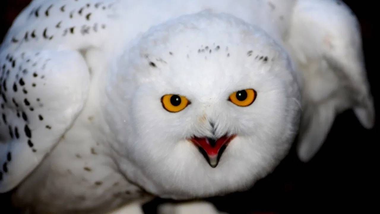 ज्योतिषशास्त्रानुसार, पांढरे घुबड दिसणे म्हणजे तुमच्यावर येणारे मोठे संकट टळले आहे. संकटाच्या वेळी देवाचे आशीर्वाद तुमच्यासोबत आहेत, असे संकेत मिळतात. घुबड हा केवळ पक्षी नसून ते एक आध्यात्मिकतेचे प्रतीक आहे.