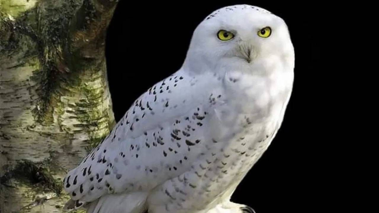 ज्योतिषशास्त्रानुसार, रात्रीच्या वेळेस पांढरं घुबड पाहणं शुभ मानलं जातं. त्याचे स्वरूप सुख, समृद्धी आणि संपत्तीचे लक्षण असू शकते. पांढरे घुबड शुभ संकेत आहेत. घुबडाला पाहताच एक गूढ रहस्य असल्याचे वाटते. 