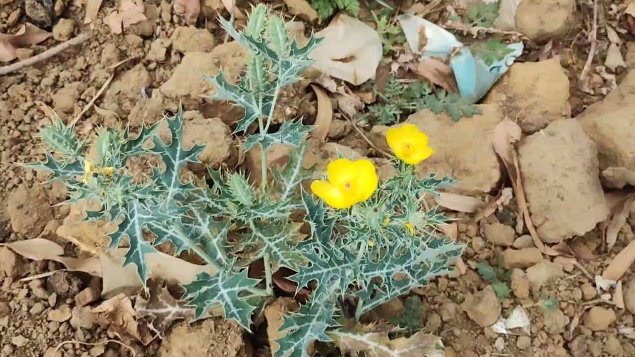 पिवळा धोत्रा,भडकटा अथवा सत्यनाशी असं काही ही म्हणा. ही वनस्पती सहज आपल्या दृष्टीस पडते. खेडेगावात तर ती बांधावर, उकिरड्यावर उगवलेली दिसते. ही वनस्पती बहुगुणी असली तरी ती निरुपयोगी म्हणून उपटून फेकून देतात.
