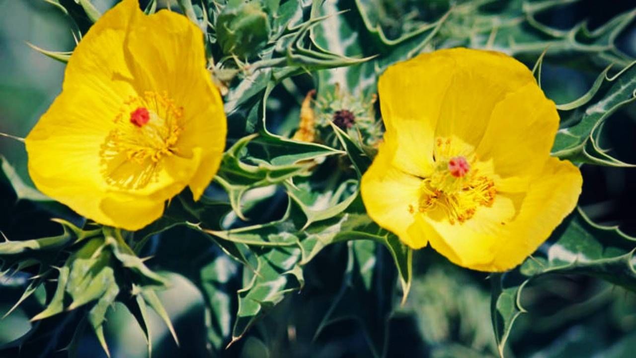 या वनस्पतीला पिवळीधम्मक, आकर्षक फुलं येतात. ते फुलं आपलं मन मोहून घेतं. पण तीक्ष्ण काट्यांमुळे या वनस्पतीच्या वाट्याला बकरी वा इतर प्राणी जात नाहीत. या वनस्पतीची पानं तोडली तर पांढरा रंग बाहेर पडतो.