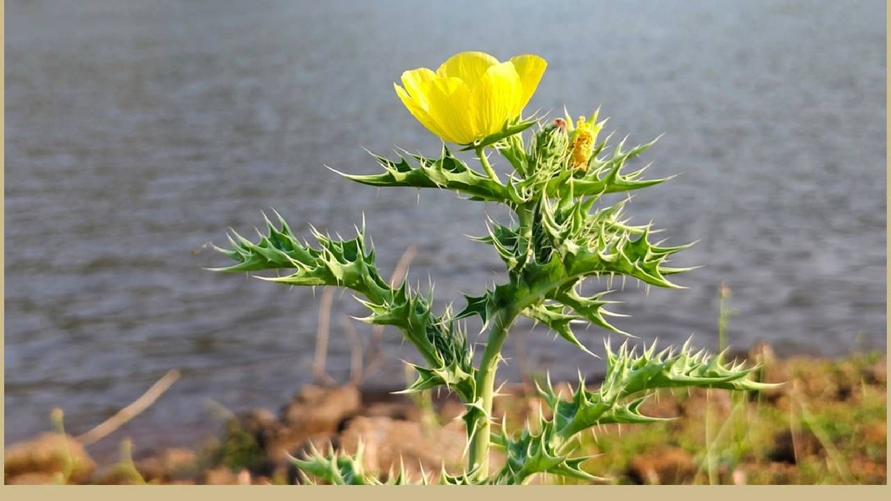 त्याचे इंग्रजी नाव मेक्सिकन प्रिकली पॉपी असं आहे. त्वचा रोगात या वनस्पतीचा मोठा फायदा होतो. खास सुटण्यावर आणि खरुज झाल्यावर तिचा रस लावतात, तो प्रभावी रामबाण उपाय म्हणून ओळखतात.