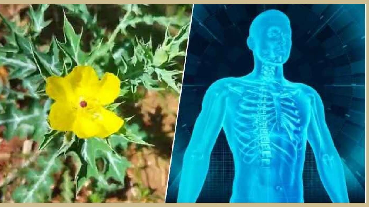 नपुंसकतेवर सुद्धा ही वनस्पती प्रभावी मानण्यात येते. गावकुसातील ही वनस्पती तशी विषारी गटातील आहे. जाणकार, माहितीगाराशिवाय तिचा वापर करणे तसे धोक्याचे. पण तिचा मोठा फायदा होतो. त्वचा रोग आणि शारिरीक थकव्यावर ती रामबाण ठरते. 