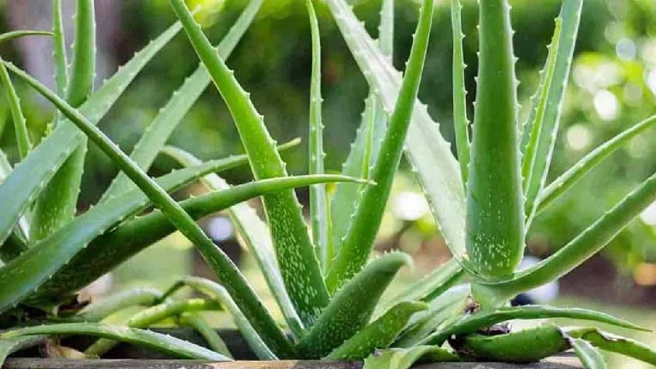 तुम्ही कोरफडीमध्ये हळद देखील मिक्स करू शकता. जर तुम्ही हळद मिक्स करून लावली तर त्वचा गोरी होण्यासही अधिक मदत होते. 