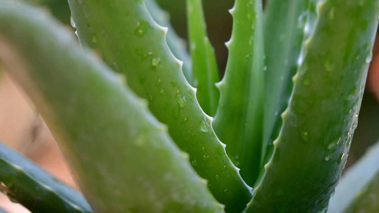  जवळपास सर्वच लोकांना चेहऱ्यावरील सुरकुत्यांची मोठी समस्या आहे. मात्र, जर तुम्ही दररोज चेहऱ्यावर कोरफड लावली तर चेहऱ्यावरील सुरकुत्याची समस्या ही कायमची कमी होईल. 