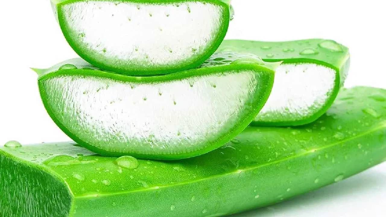 दररोज त्वचेवर कोरफड लावली तर तुमची त्वचा चमकदार आणि तजेलदार होण्यास मदत होते. शिवाय चेहऱ्यावरील काळोखा आणि सुरकुत्या जाण्यासही मदत होते. 