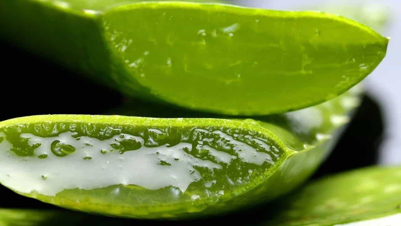 कोरफड ही फक्त आरोग्यासाठीच नाही तर आपल्या केसांसाठी आणि त्वचेसाठी अत्यंत फायदेशीर आहे. कोरफडीमुळे त्वचेच्या अनेक मोठ्या समस्या दूर होण्यास मदत होते.