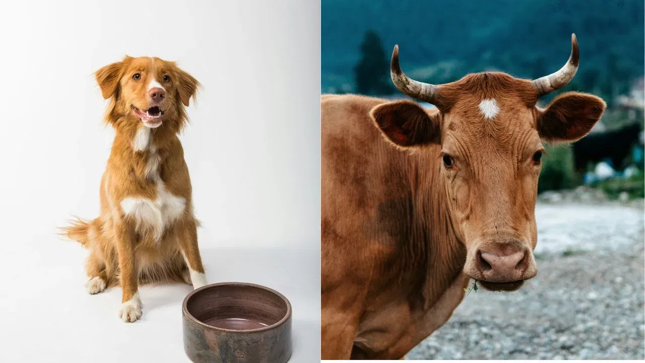   हिंदू धर्म आणि ज्योतिषशास्त्रानुसार, प्राण्यांना अन्न देणे हे एक महान पुण्य मानले जाते. त्यामुळे ग्रहदोष देखील दूर होतात. शास्त्रांनुसार, गायी, कुत्रे, पक्षी, मासे किंवा इतर प्राण्यांना अन्न देणे आणि पाणी देणे पापांचा नाश करते.