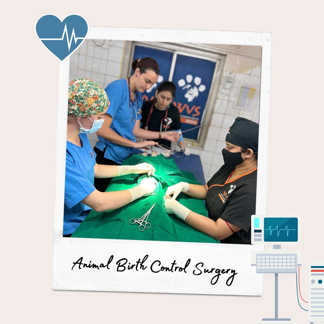 सानियाने पशुवैद्यकीय तंत्रज्ञ ही पदवी घेतली आहे. तिने प्राण्यांसाठी सुरु केलेले मिस्टर पॉज हे सलून वरळीतील उच्चभ्रू सोसायटीत आहे. तिच्या या सलूनला सेलिब्रेटी आणि अनेक उच्चभ्रू लोकांकडून चांगला प्रतिसाद मिळत आहे.