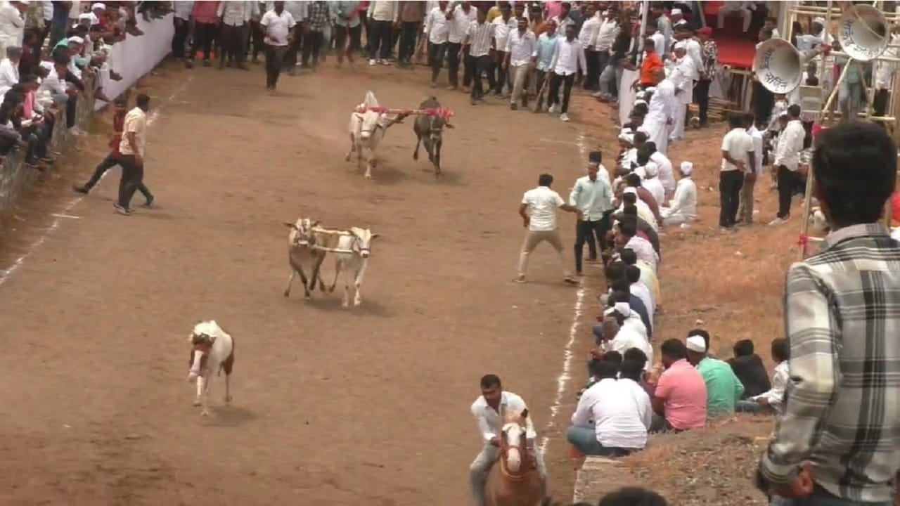 देव तारी त्याला कोण मारी... ही म्हण आता सत्यात उतरली आहे. बैलगाडा शर्यतीत घोडीवरून पडलेल्या तरुणाचे प्राण थोडक्यात बचावले आहे. शर्यतीत तरुणाचं निधन झालं असतं. पण मुक्या प्राण्यांच्या समय सूचकतेने तरुणाचे प्राण बचावले आहेत.  