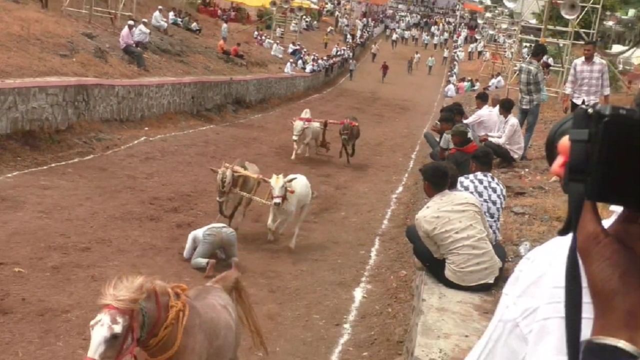 पण घाटात पडलेल्या तरुणाला पाहून भरधाव वेगात धावत येणाऱ्या बैलांच्या दोन्ही जोड्यांनी आगदी बैल गाड्यासह तरुणाच्या वरून उडी मारली आणि मोठी दुर्घटना टळली. यामध्ये तरुणाचे प्राण बचावले आहेत.  