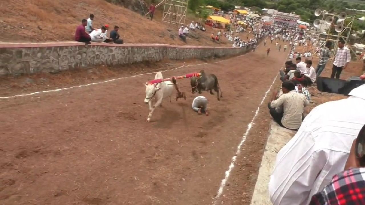 या अपघातात बचावल्याने बैलांच्या समय सूचकतेची व मुक्या प्राण्यांच्या माणसांप्रती असणाऱ्या सद्भावनांची सर्वत्र चर्चा होत आहे. घटनेचे फोटो सांगत आहे की, प्राण्यांमध्ये देखील माणसांप्रती प्रेम आहे. 