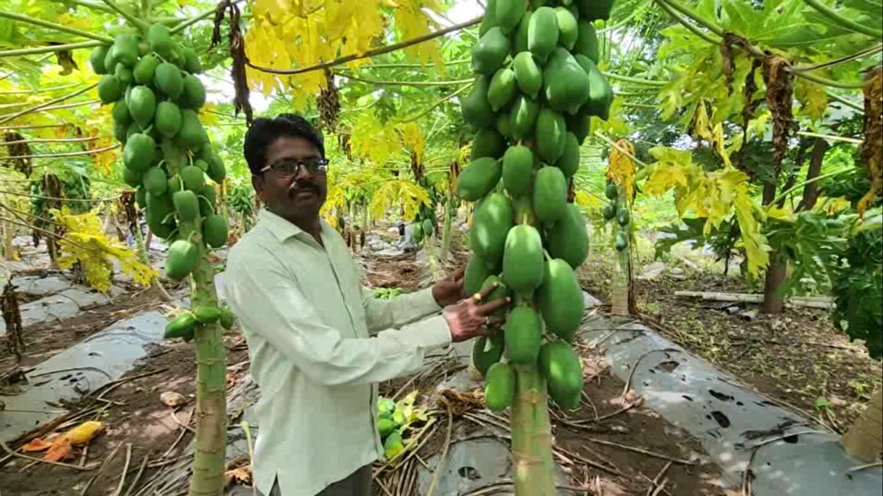 विशेष म्हणजे, त्यांनी या शेतीत रासायनिक खते किंवा औषधांचा वापर न करता, पूर्णपणे सेंद्रिय पद्धतीने पपईची मशागत केली. या मेहनतीचे फळ त्यांना सहा महिन्यांत मिळाले. आता त्यांची पपई तोडणीसाठी तयार झाली आहे.