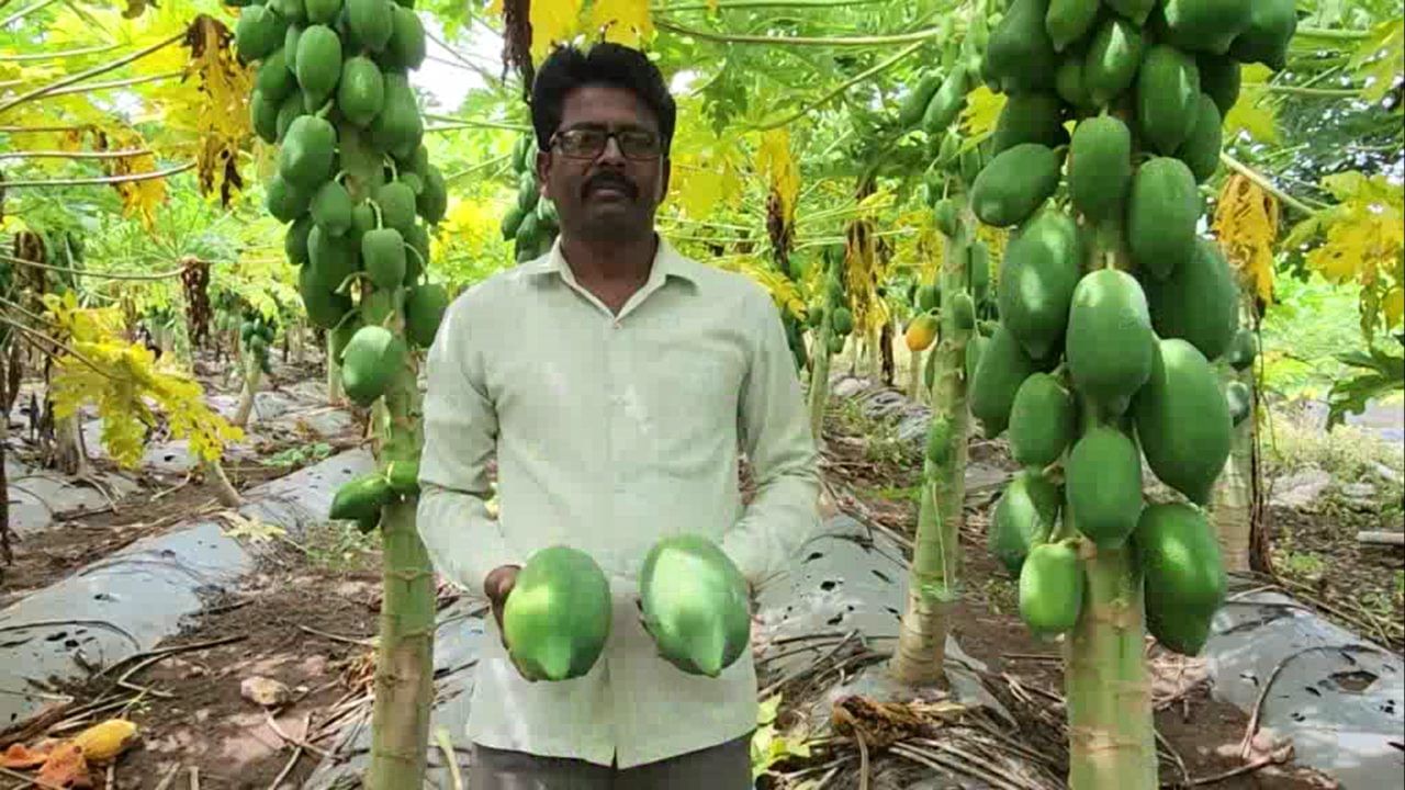 खडकाळ आणि पडीक जमीन, पारंपारिक शेतीला मिळणारा कमी दर आणि कुटुंबाची जबाबदारी... या सर्व अडचणींवर मात करून बुलढाणा जिल्ह्यातील एका शेतकऱ्याने लाखो रुपयांचे उत्पन्न मिळवले आहे. यामुळे इतर शेतकऱ्यांसमोर एक नवा आदर्श निर्माण झाला आहे.