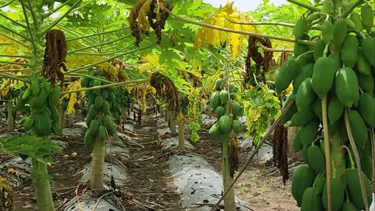 महेंद्र देशमुख यांनी याबद्दल बोलताना सर्व शेतकऱ्यांना एक तरी फळबाग लावण्याचे आवाहन केले आहे. महेंद्र देशमुख यांनी खडकाळ जमिनीचे सपाटीकरण करून केवळ मेहनतीच्या जोरावर लाखो रुपयांचे उत्पन्न घेऊन नंदनवन फुलवले आहे.